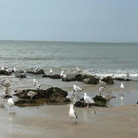 Duplex In With Sea Views Knokke-Heist